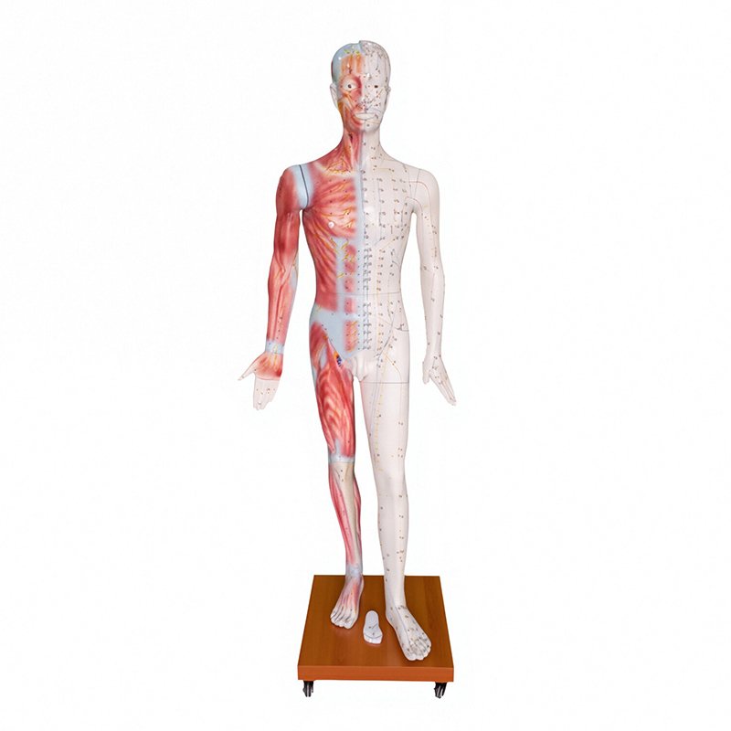Acupuncture Models