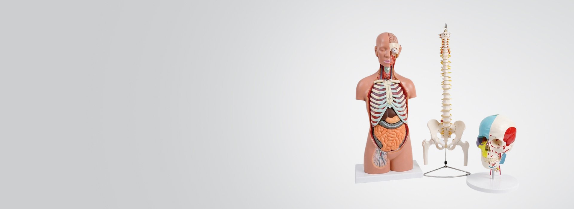 Anatomical Models