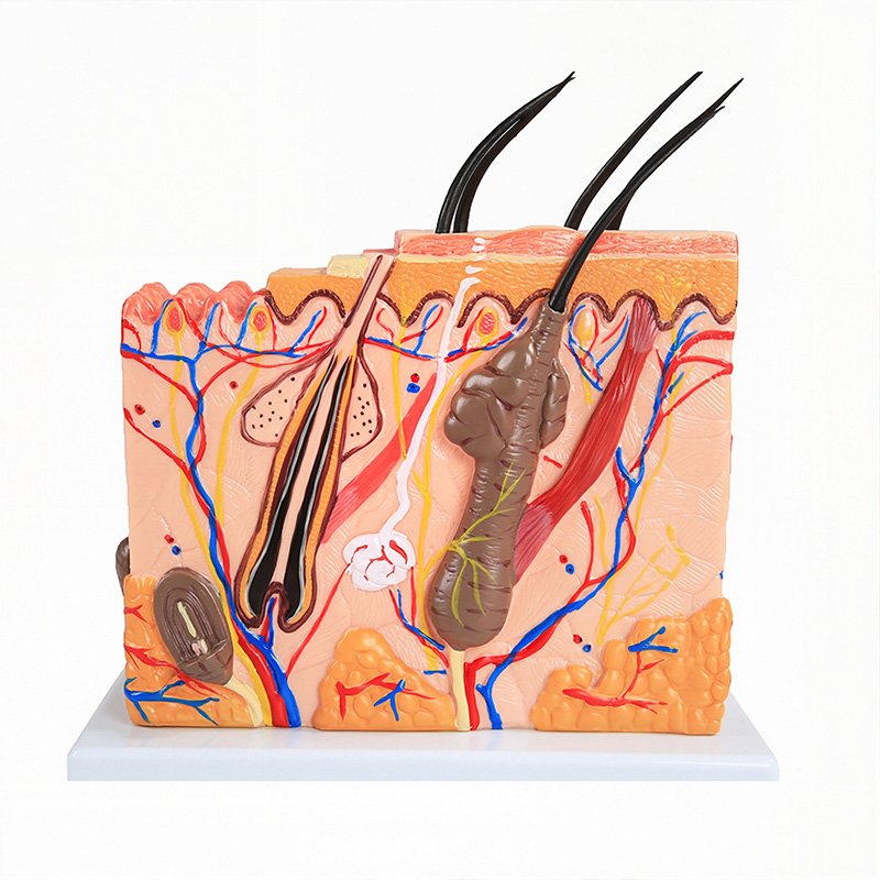 Anatomical Skin Models
