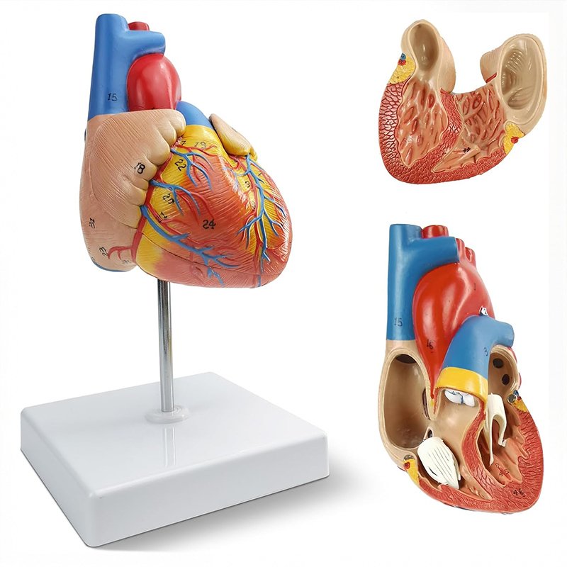Circulatory System Models