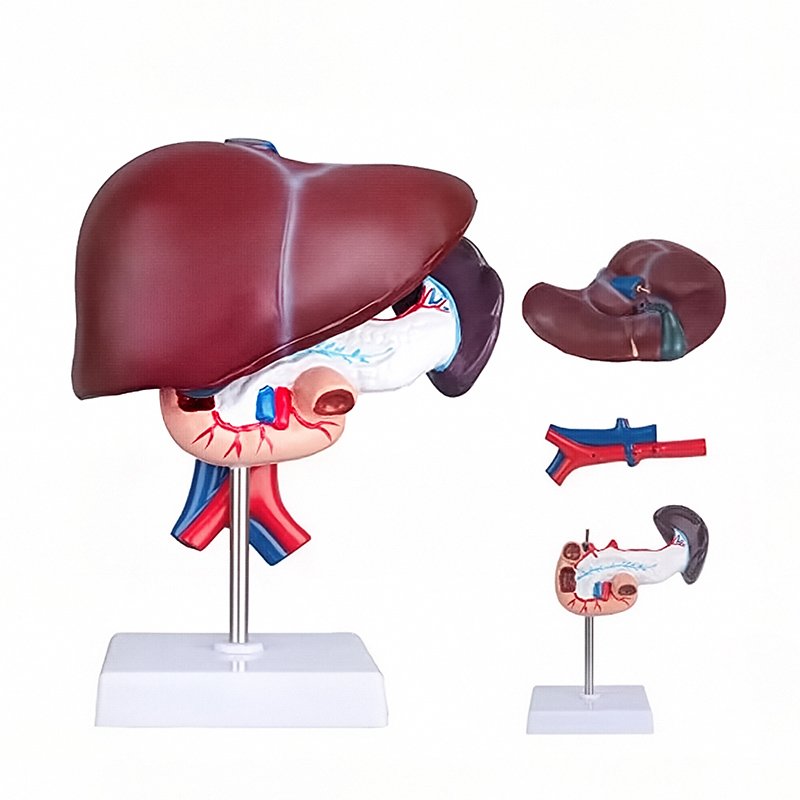 Digestive System Models