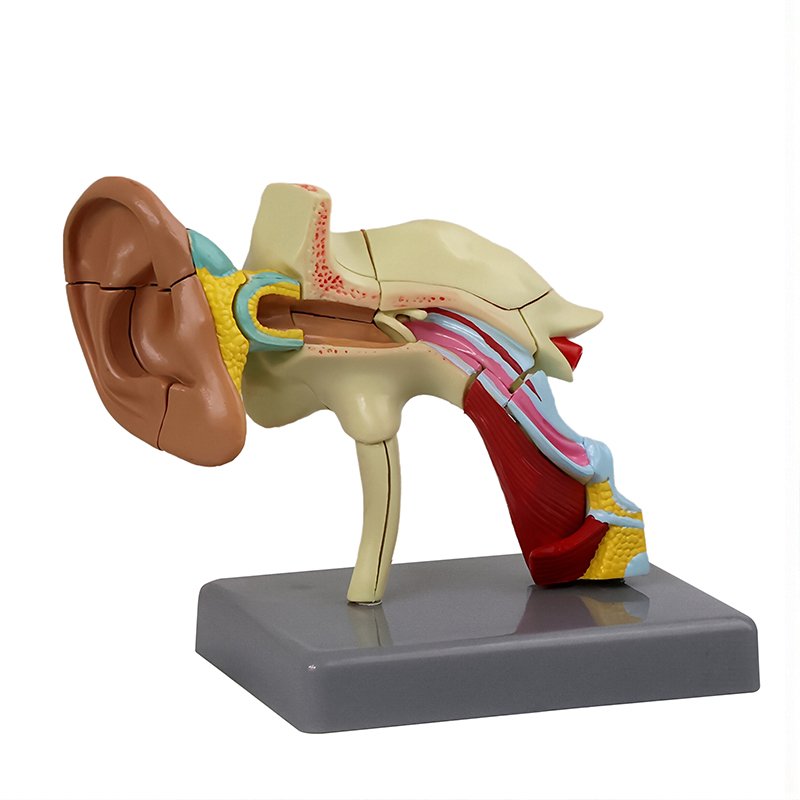 Human Ear Models