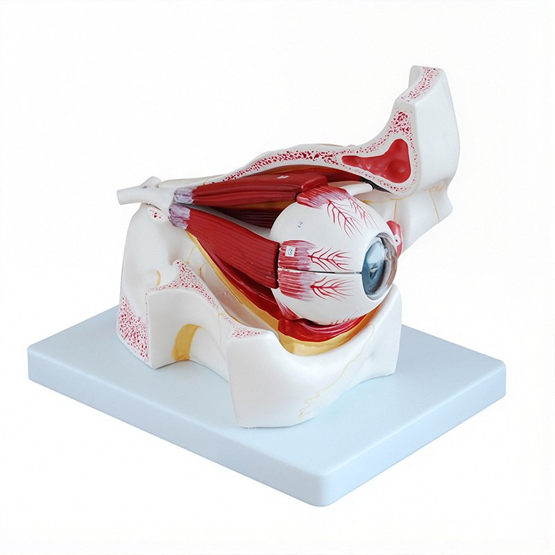 Human Eye Models