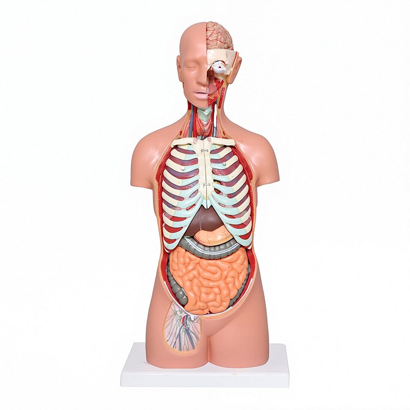 Human Torso Models