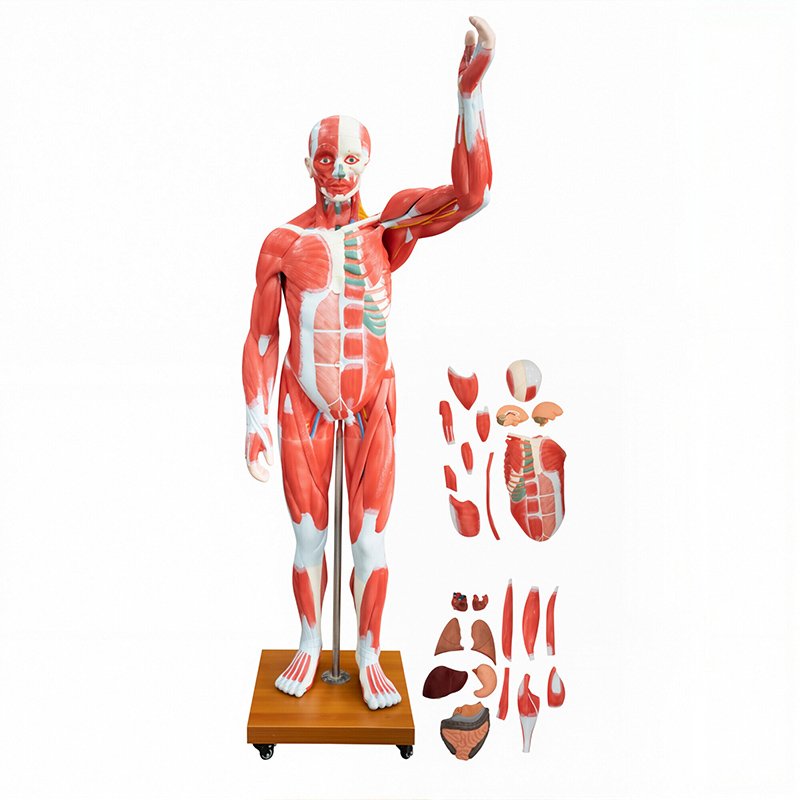 Muscular System Models