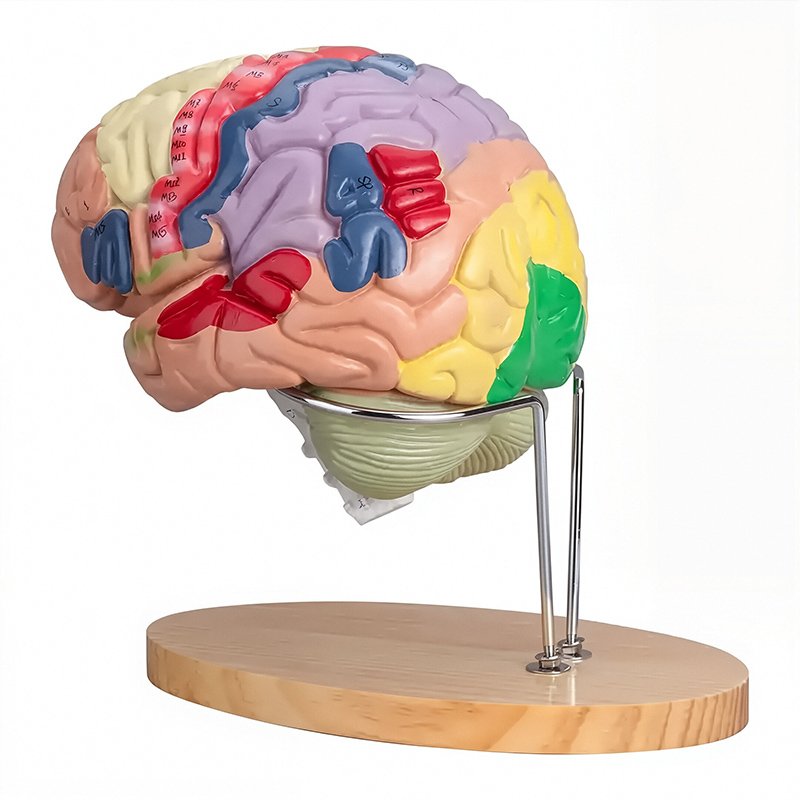 Nervous System Models