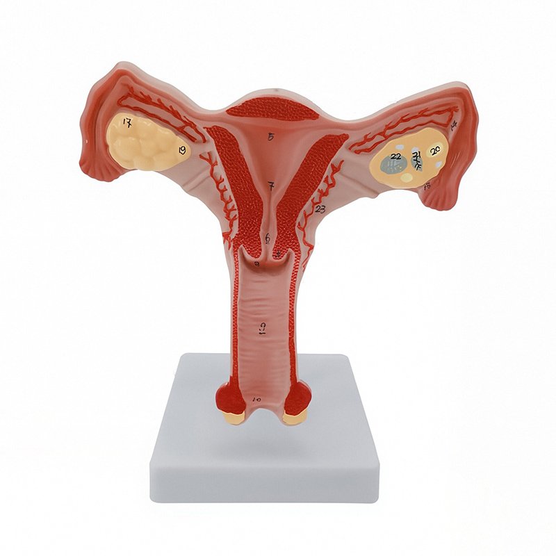 Reproductive System Models