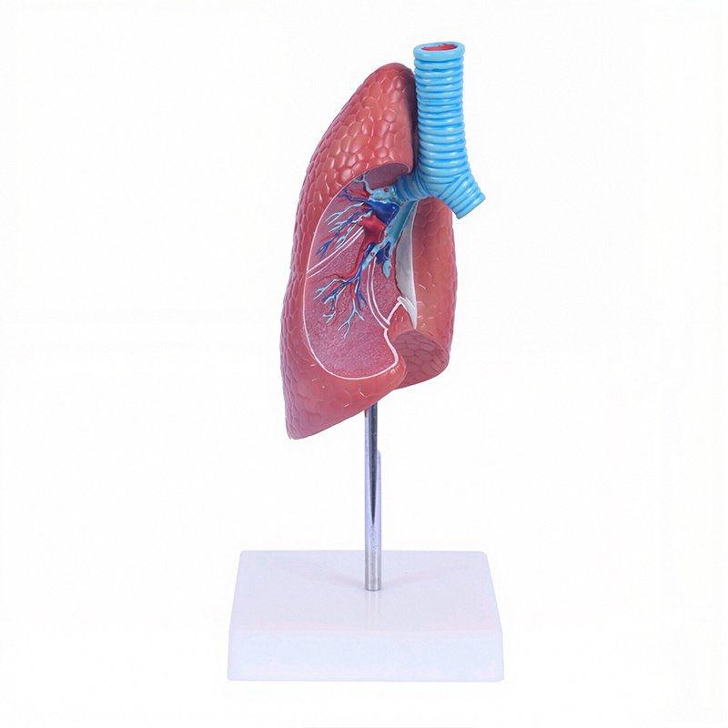 Respiratory System Models