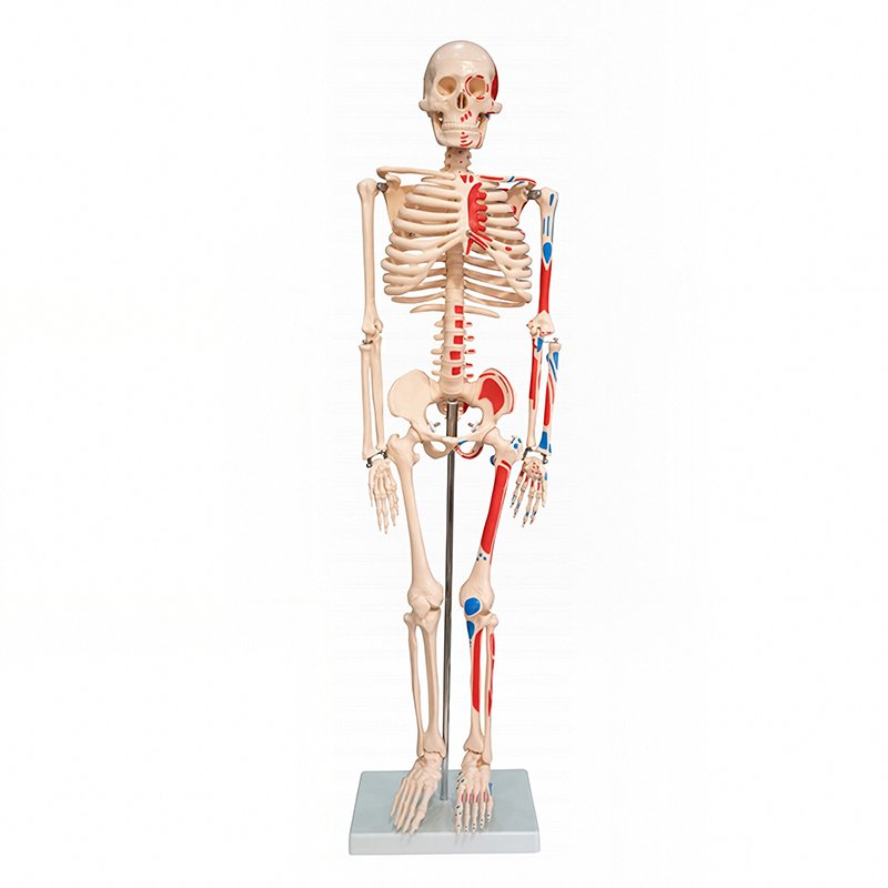Skeletal System Models