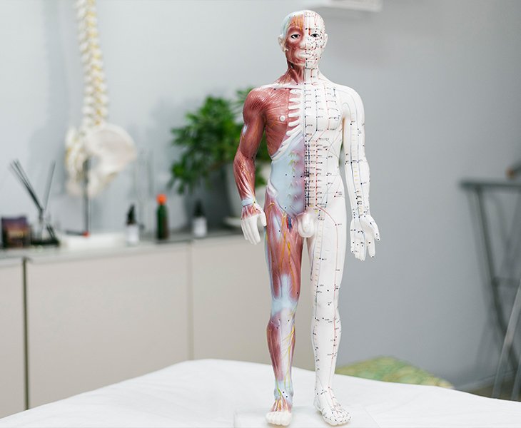 Why Choose LIGO As Your Anatomical Model Supplier